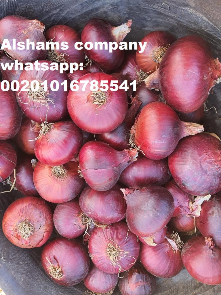 Product image - We would like to offer our  fresh Onion 
variety: Red-Golden
Origin: Egypt
Availability: 
• Onion's season start  now 
• Size : all sizes according to customer request
• Color : Full color 
• Class 1
Packing available:-25  kilo per bag 
Company Name : Alshams company for general import and export  
Location : Egypt, el gharpia , kafer elzayat 
Contact us :
mrs-donia mostafa 
sales dep
Email: alshams.info@yahoo.com
Wh